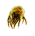 dust mite