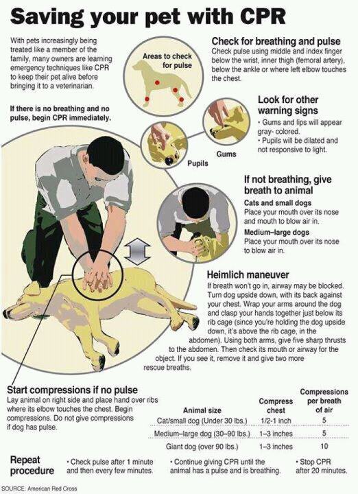 PET CPR