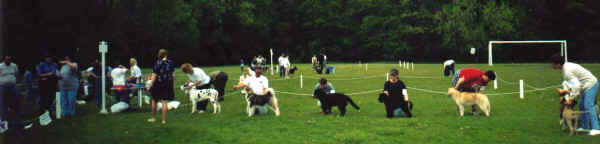 Holly  - Best in Show puppy at match