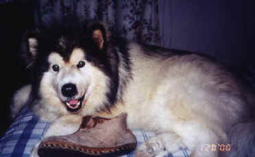 Harley with a shoe sitting on the bed