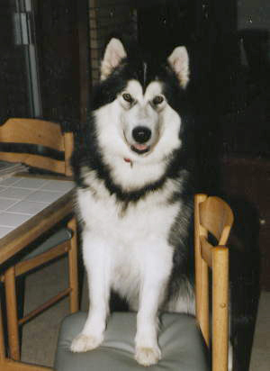 Shadow standing on chair