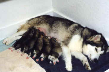 Line up for Milk! puppies nursing