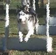 Artistically blurred picture of a malamute jumping