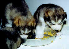 feet in the food - messy puppies