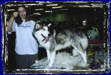 blowing the hair out of Nova at a dog show