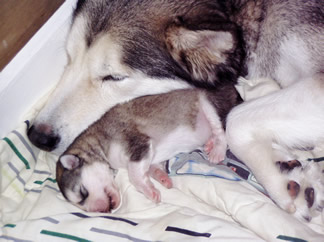 Snuggling with my 2 day old puppies