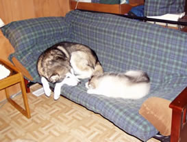 snuggle on the couch with mamma dog