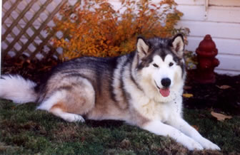 Meeko lying in the yard