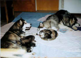 Penny, Star and Shadow babysit puppies curled up in the food dish