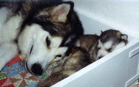 puppies in the corner of the whelping box (snowball)