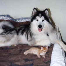 Tova's adopted kitten Cooper (tiger striped)