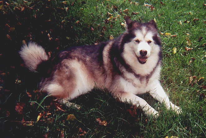 Penny lying in the grass