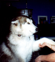 Meeko offering a paw