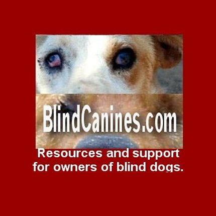 blind dogs, toys and training for dogs that are disabled by blindness