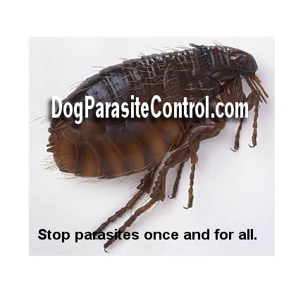 stop infestation of fleas, ticks and other parasites, proven methods