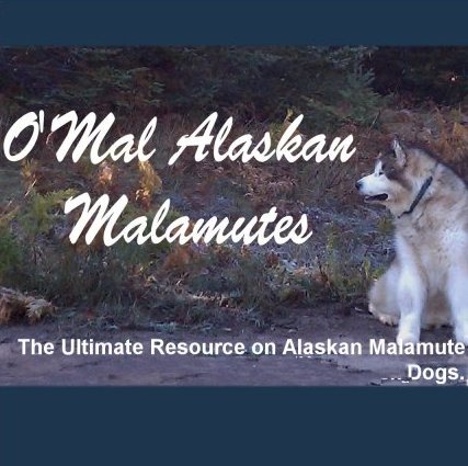 everything about Alaskan Malamutes - puppies, old dogs, training, toys and understanding their unique personality