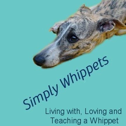 all about the whippet breed - training dogs, dog training products, positive reinforcement training methods and a slick wardrobe